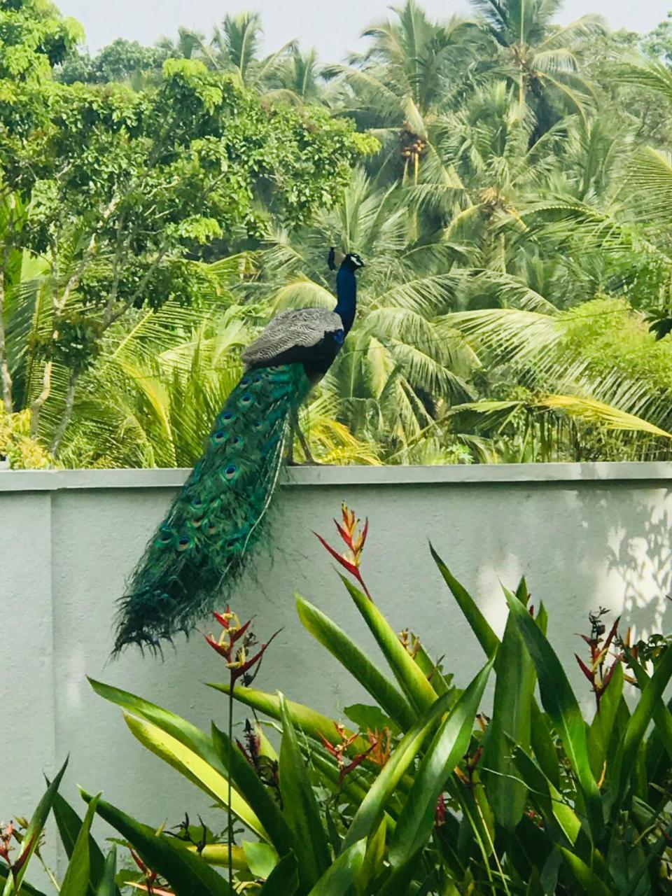 Villa Green White Unawatuna Eksteriør billede
